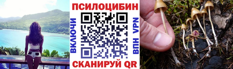 Купить где Себеж Псилоцибиновые грибы GOLDEN TEACHER
